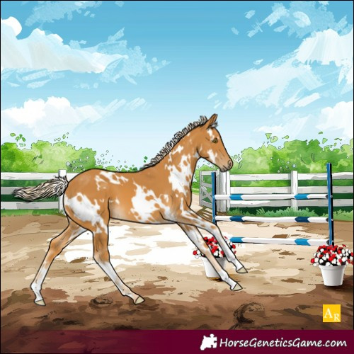 Horse Color:White Spotted Palomino 