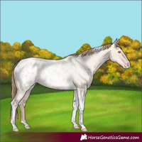 Horse Color:Gold Champagne Roan Dun Splash Tobiano Frame Appaloosa Rabicano 