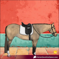 Horse Color:Buckskin Dun 