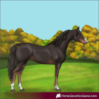 Horse Color:Liver Chestnut 