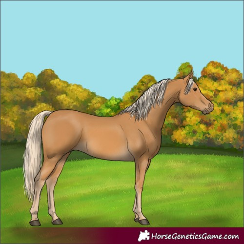 Horse Color:Palomino 