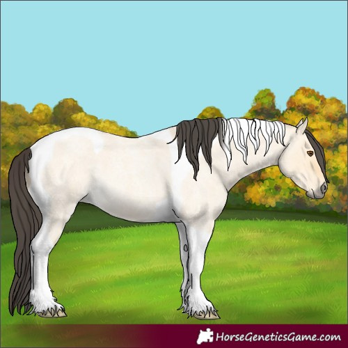 Horse Color:Buckskin Roan Dun Tobiano 