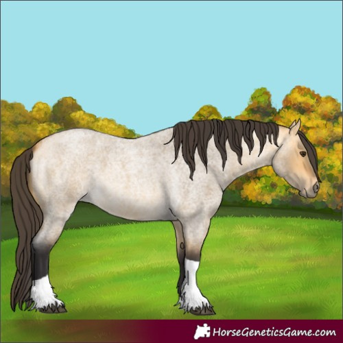 Horse Color:Buckskin Roan Dun Tobiano 