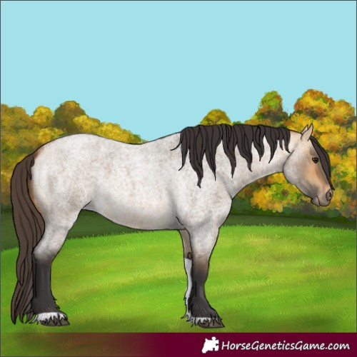 Horse Color:Buckskin Roan Dun Tobiano
