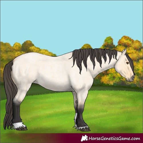Horse Color:Buckskin Roan Dun Tobiano 