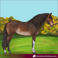 Horse Color:Bay Tobiano
