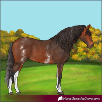 Horse Color:White Spotted Bay 