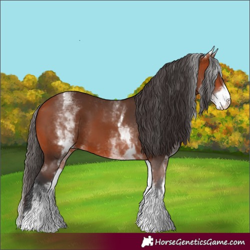 Horse Color:White Spotted Bay 