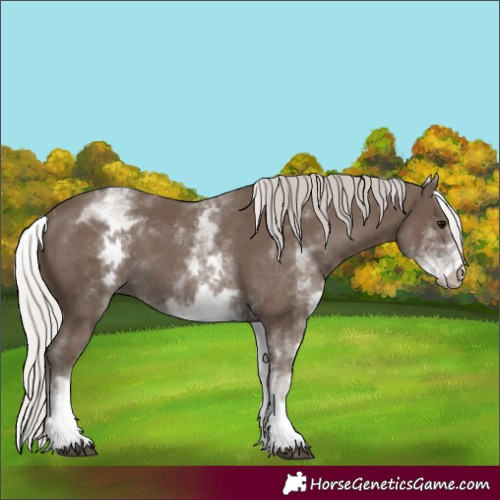 Horse Color:White Spotted Silver Black 