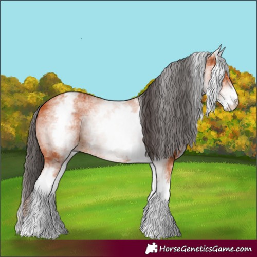 Horse Color:White Spotted Bay