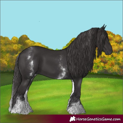 Horse Color:White Spotted Smoky Black 