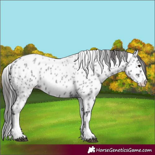 Horse Color:White Spotted Blue Roan Splash Frame Appaloosa