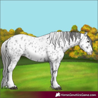 Horse Color:White Spotted Blue Roan Splash Frame Leopard 