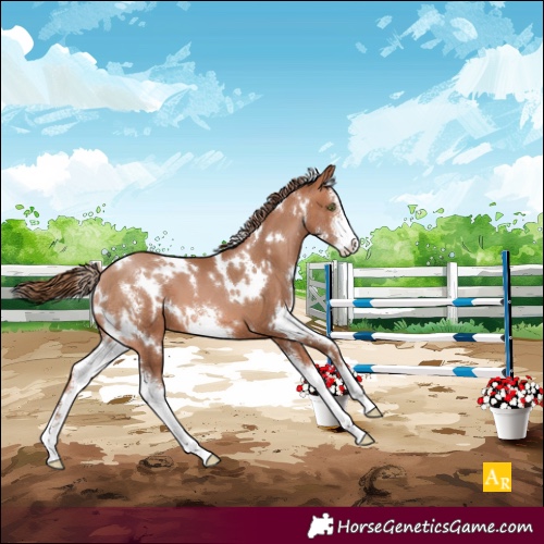 Horse Color:White Spotted Brown Pearl Sabino 