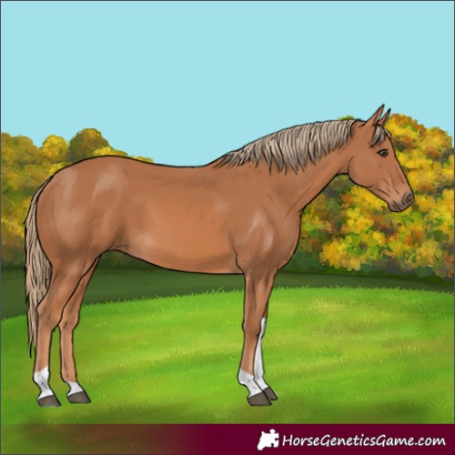Horse Color:Chestnut Tobiano Rabicano