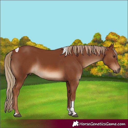 Horse Color:Chestnut Tobiano 