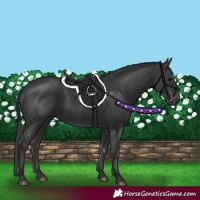 Horse Color:Black 