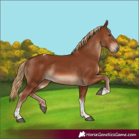 Horse Color:Chestnut Tobiano 