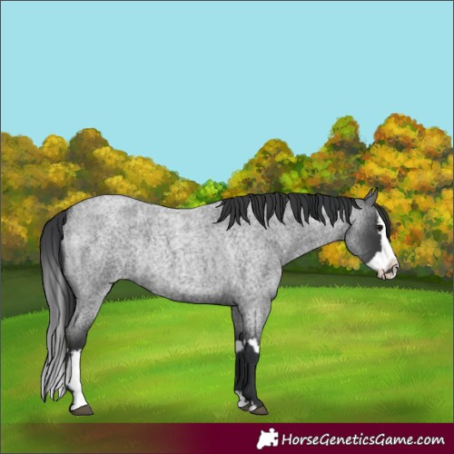 Horse Color:Blue Roan Splash Rabicano  and Blue Roan Splash Rabicano 
