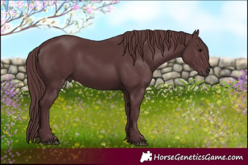 Horse Color:Chocolate Black 