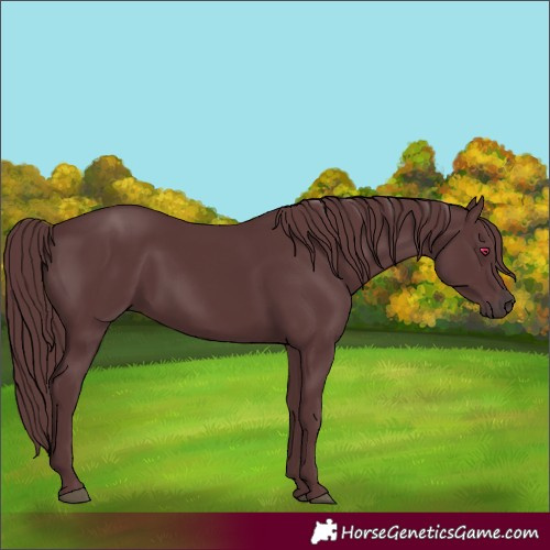 Horse Color:Chocolate Black