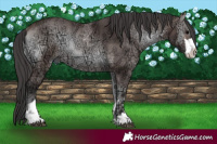 Horse Color:Platinum Bay Ice Onyx