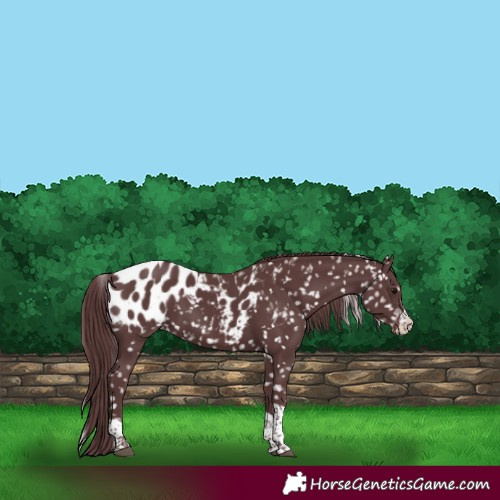 Horse Color:Chocolate Black Blanket 