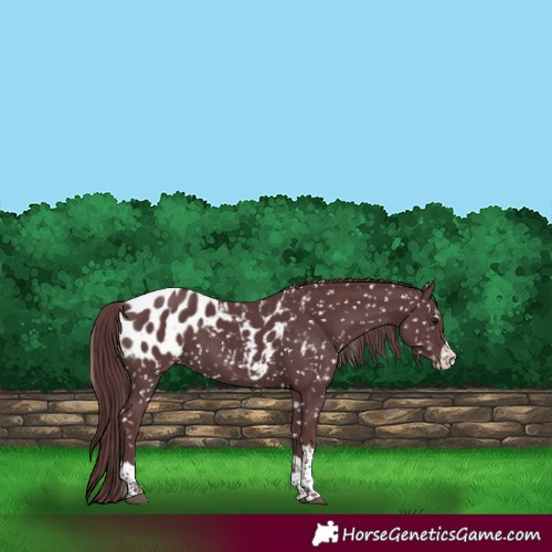 Horse Color:Chocolate Black Appaloosa 