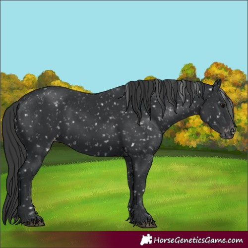 Horse Color:Black Appaloosa and Black Appaloosa