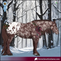 Horse Color:Chocolate Black Appaloosa