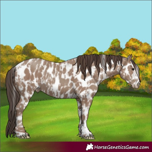 Horse Color:Classic Champagne Appaloosa and Classic Champagne Appaloosa