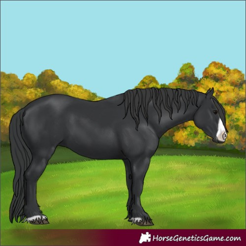 Horse Color:Black Frame 