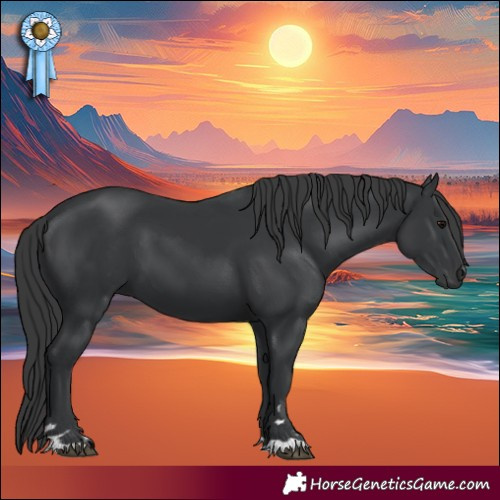 Horse Color:Black 