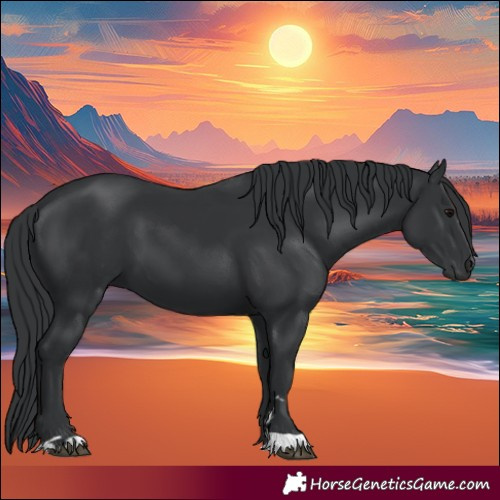 Horse Color:Black 