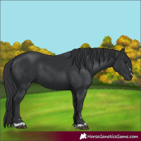 Horse Color:Black 