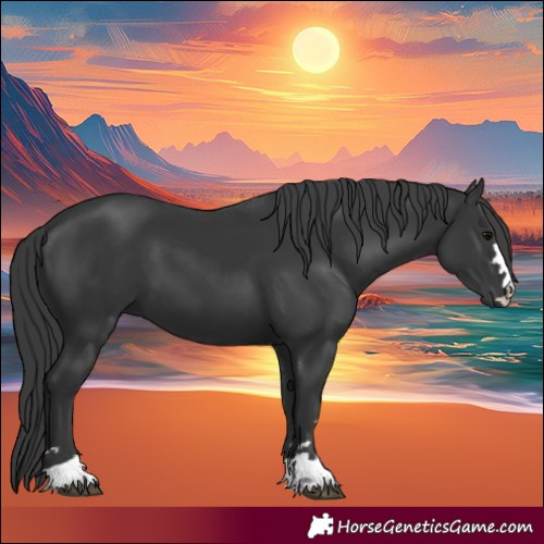 Horse Color:Black 