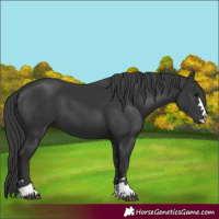 Horse Color:Black 