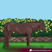 Horse Color:Chocolate Black