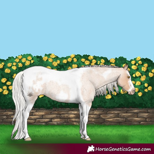 Horse Color:Silver Classic Champagne Roan Splash Tobiano Frame Appaloosa Rabicano