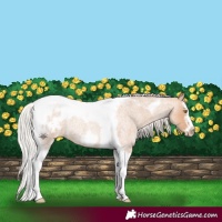 Horse Color:Silver Classic Champagne Roan Splash Tobiano Frame Appaloosa Rabicano 