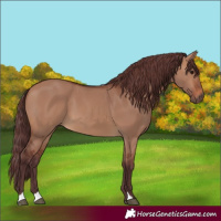 Horse Color:Chocolate Brown Dun 