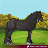 Horse Color:Smoky Black and Smoky Black