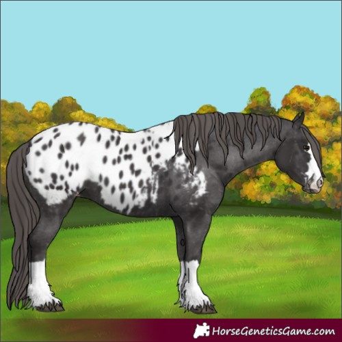 Horse Color:Smoky Black Appaloosa and Smoky Black Appaloosa