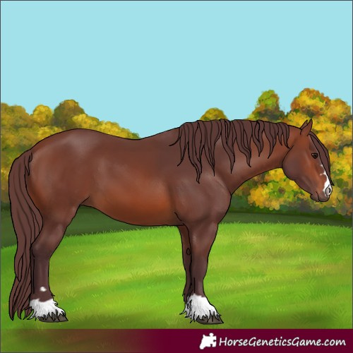 Horse Color:Chocolate Brown