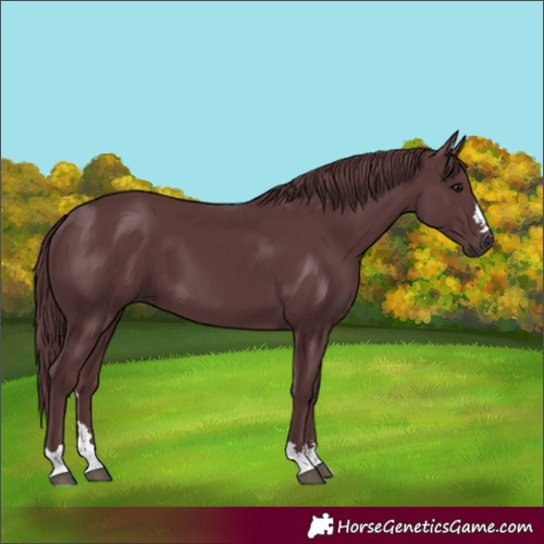 Horse Color:Chocolate Black