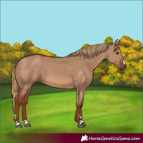 Horse Color:Red Dun 