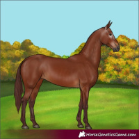 Horse Color:Gray Chocolate Bay