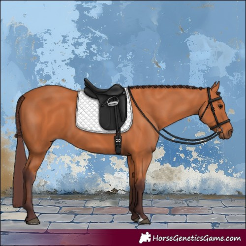 Horse Color:Chocolate Bay 