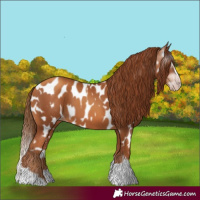 Horse Color:Gray Gold Champagne Appaloosa  and Gray Gold Champagne Splash Appaloosa 