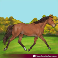 Horse Color:Chocolate Bay 